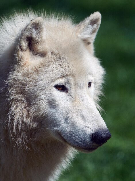Zdjęcie wilk polarny canis lupus arctos