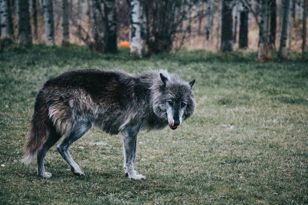 Zdjęcie wilkołak patrzy na kamerę z pozycji na polu