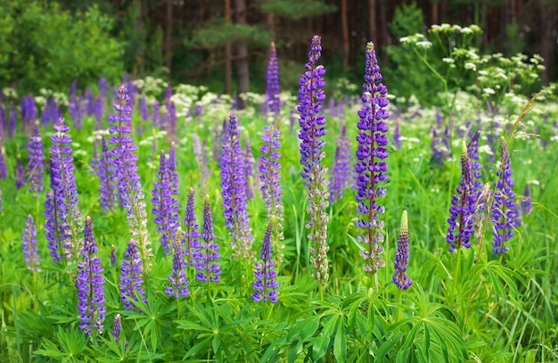 Willowherb Ivantea Cypr Angustifolia Lub Herbata Ivan Herbata Koporye