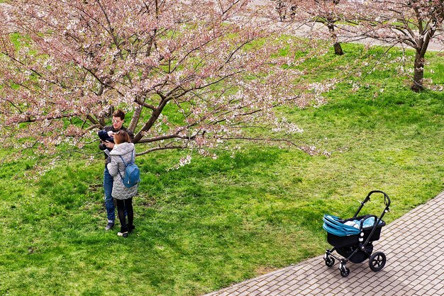 Wilno, Litwa - 23 kwietnia 2016: Rodzice z dzieckiem w Sakura lub wiśniowe kwiaty kwitną ogród wiosną, Wilno, Litwa