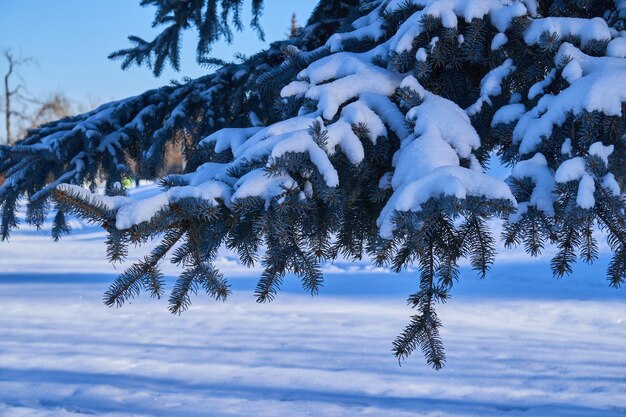 Zdjęcie winiety zimowe ukazujące ulotne piękno natury