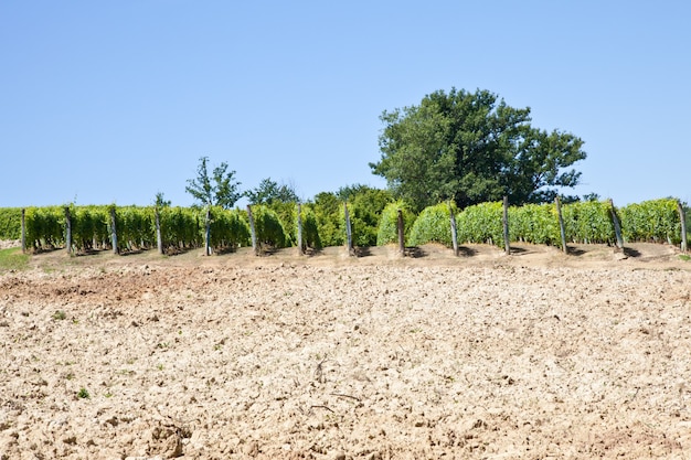 Winnica Barbera w sezonie wiosennym, okolice Monferrato, region Piemont, Włochy