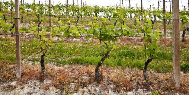 Winnica Barbera w sezonie wiosennym, okolice Monferrato, region Piemont, Włochy