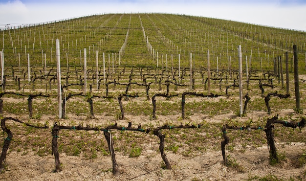 Winnica Barbera w sezonie wiosennym, okolice Monferrato, region Piemont, Włochy