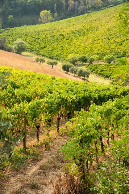 Winnica i winiarnia na wzgórzu w lecie