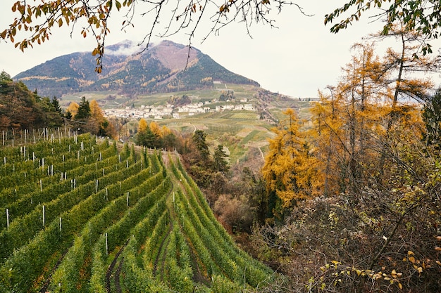 Winnica, Jesienny Las I Góry W Trento