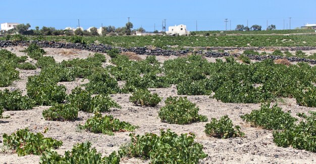 Winnica Santorini