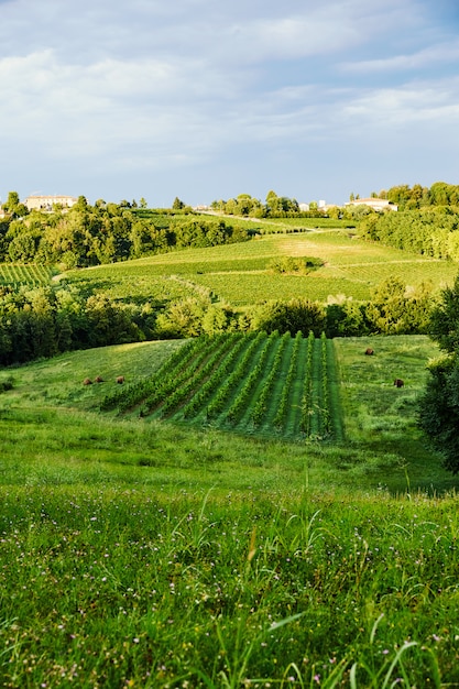 Winnica W Mieście Conegliano