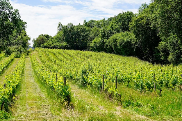 Winnice latem w Saint-Emilion wpisanego na Listę Światowego Dziedzictwa UNESCO