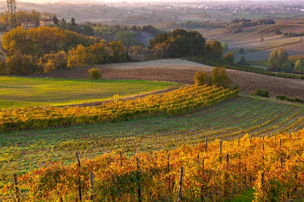 Winnice na wzgórzach Tortona o zachodzie słońca