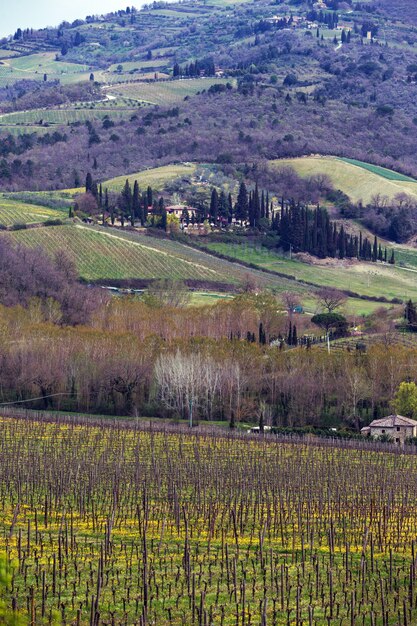 Winnice na wzgórzach Toskanii na wiosnę i typowy toskański krajobraz w tle, Italy