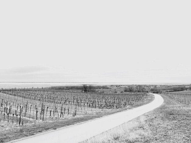 Zdjęcie winnice neusiedlersee-hugelland