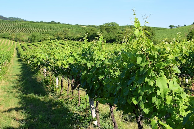 Winnice pod Palavą Czechy Region winiarski Południowomorawski