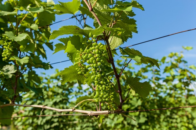 Winnice regionu winiarskiego Gruzji Kacheti, winnice Kvareli w pobliżu pasma górskiego Kaukazu. Winnice w regionie Kachetii, Gruzji, Kaukazie