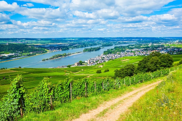 Zdjęcie winnice rudesheim am rhein niemcy