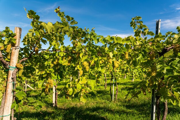 Winnice w Styrii Południowej na początku jesieni