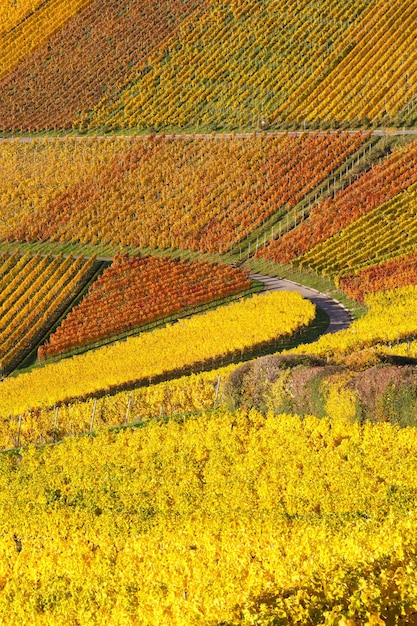 Winnice wina jesień sezon jesień kolorowe liście natura format portretu