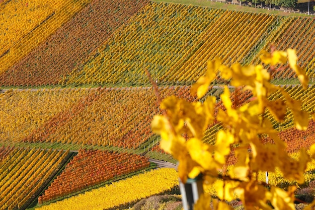 Winnice wina jesień sezon jesień kolorowe liście natura