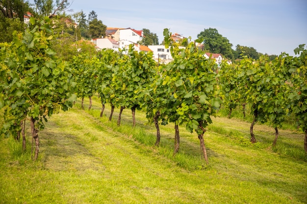 Winnice wina młode krzewy winorośli plantacji winogron w pradze czechy