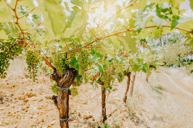Zdjęcie winnice winorośl oświetlone słońcem latem