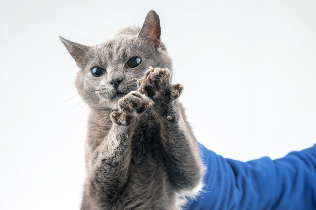 Winny szary kot trzymający męską rękę za kark