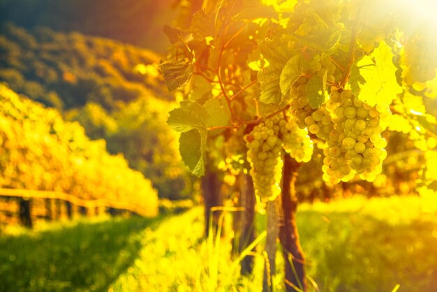Zdjęcie winogrona na winnicy w styria austria