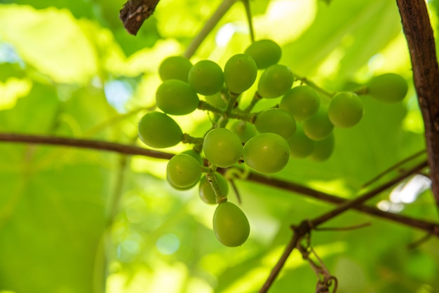 Winogrona, piękne wciąż zielone winogrona otoczone liśćmi winorośli. selektywne skupienie.