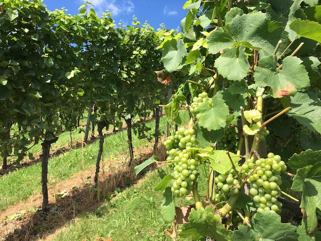 Winogrona rosnące na roślinie na winnicy