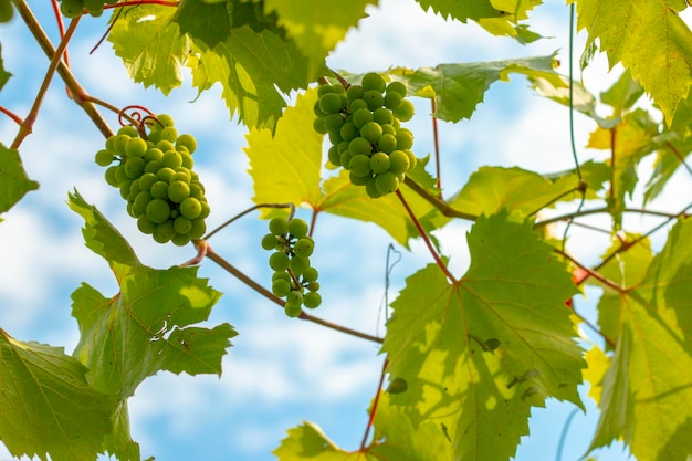 Winogrona zielone rosnące na roślinie Naturalne winogrona wiszące i dojrzałe na gałęzi