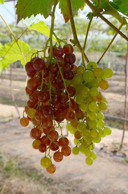 Zdjęcie winogrono dwóch kolorów