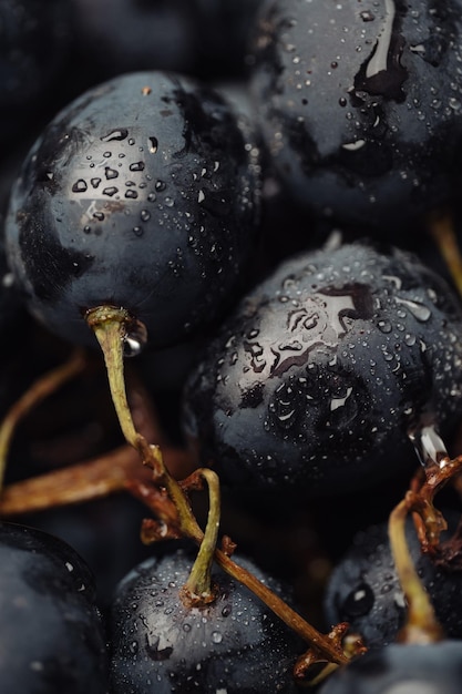 Zdjęcie winogrono. pionowe zdjęcie makro pięknych czarnych winogron z kroplami rosy