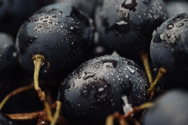 Winogrono. Zdjęcia Makro Pięknych Czarnych Winogron Z Kroplami Rosy