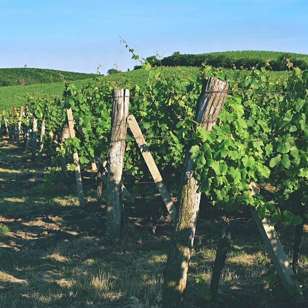 Zdjęcie winorośl pod nazwą palava republika czeska obszar moravia południowa region winiarski
