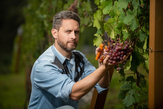 Winorośl przecięta przez faceta z nożyczkami, rolnictwo.