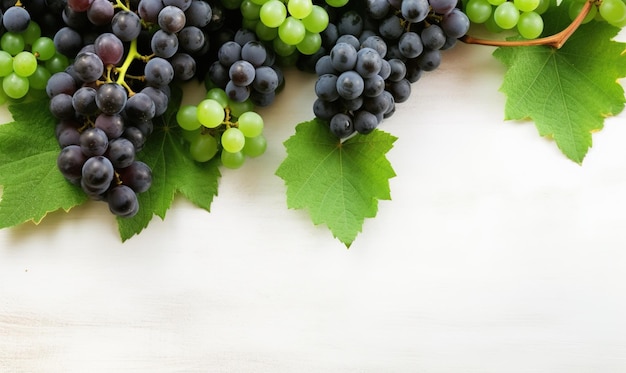 winorośli winorośli tło izolowane na białym tle HD wolne miejsce do zdjęć dla tekstu