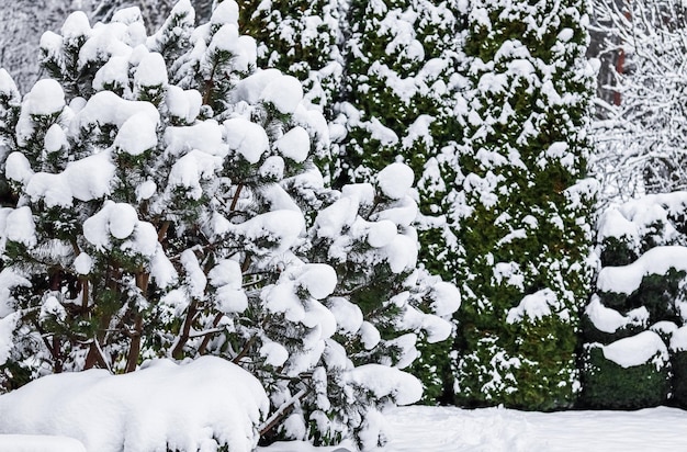 Winter Garden Pine gałęzie pokryte dużą ilością puszystego śniegu