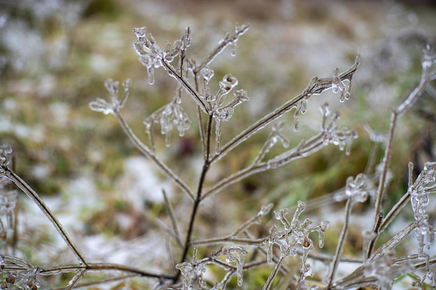 Winter Ice Snow Storm we Lwowie na Ukrainie Sople tworzą się z marznącego deszczu Scena zimowa Klęska żywiołowa