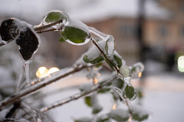 Winter Ice Snow Storm we Lwowie na Ukrainie Sople tworzą się z marznącego deszczu Scena zimowa Klęska żywiołowa