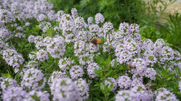 Winter Savory lub Satureja Montana kwiat bzu w projekcie ogrodu