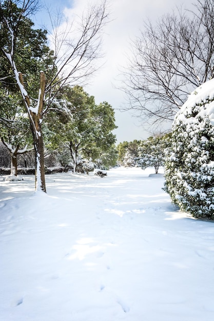 Winter snow park scene