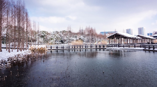 Winter Snow Park Scene