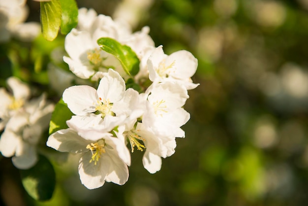 Wiosenna gałąź kwiatu jabłoni z białymi kwiatami i światłem słonecznym Pierwszy delikatny kwiat w słoneczny dzień