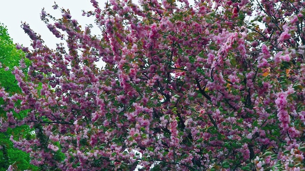 Wiosenna japońska sakura kwitnąca wiśnia kołysze wiatr