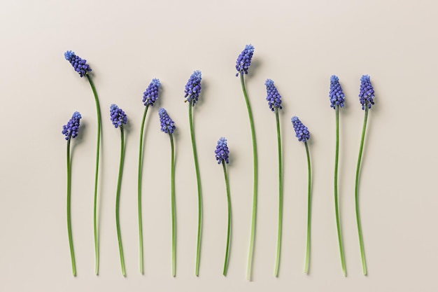 Wiosenna kompozycja kwiatowa Hiacynt Kwiaty muscari Niebieski bukiet muscari Minimalistyczny charakter