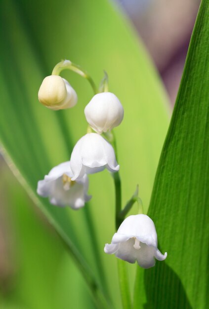 Wiosenna konwalia "Convallaria majalis" (zbliżenie)