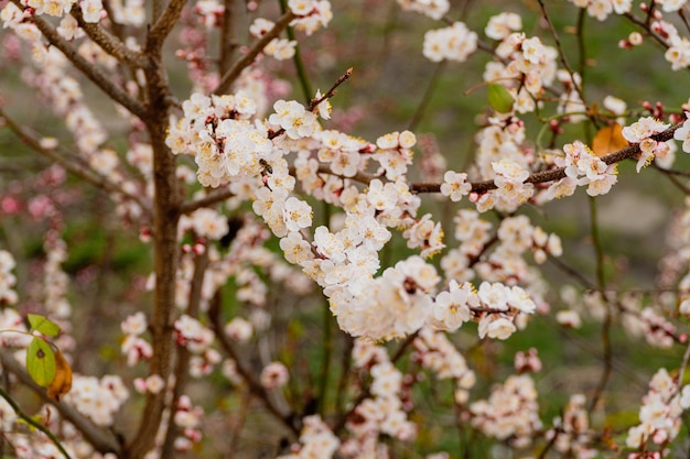 Wiosenna kwitnąca gałąź drzewa z białymi kwiatami Apricot Soft focus