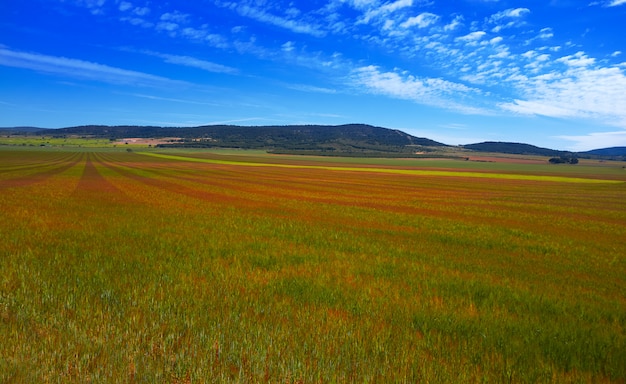 Wiosenna łąka Camino Santiago Levante