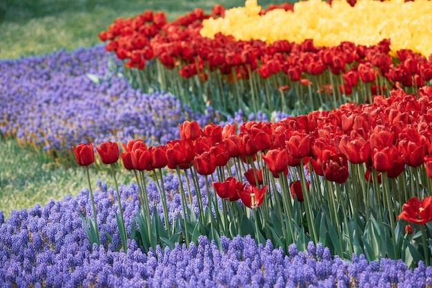 Wiosenna łąka z dużą ilością różnokolorowych fioletowych, czerwonych i żółtych kwiatów tulipanów, kwiatowym tle