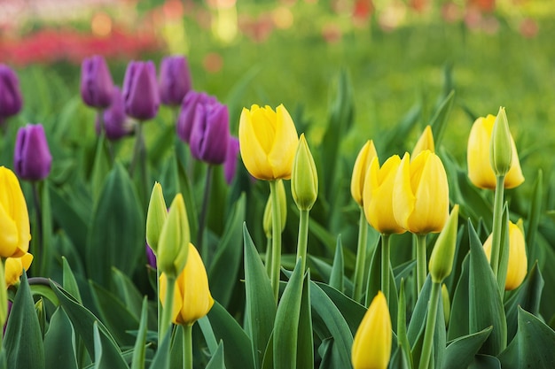 Wiosenna łąka z dużą ilością wielobarwnych kwiatów tulipanów, kwiatowym tle
