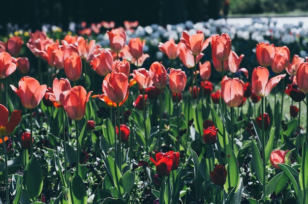 Wiosenna łąka z fioletowymi kwiatami tulipanów, kwiatowy naturalny sezonowy tło wielkanocne z miejscem na kopię